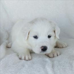 Pink - White female Great Pyrenees puppy in Yakima, Washington from Naches Heights Ranch