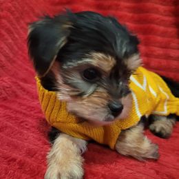 Yorkshire Terriers from Cuties for Cuties..Yorkies