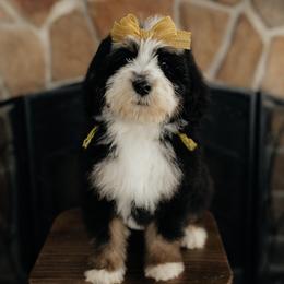 'Biscuit' Yellow Collar Female - Tri-color female Bernedoodle puppy in Kamas, Utah from A + E Farms