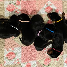 Doberman Pinscher Puppies from Allettare Dobermans