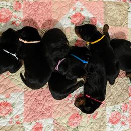 Doberman Pinscher Puppies from Allettare Dobermans