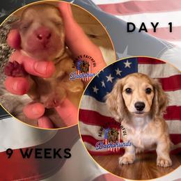 Dachshund Puppies from Always Faithful Dachshunds