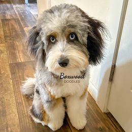 Sadie - Australian Mountain Doodle