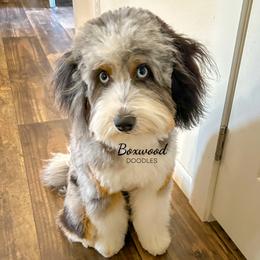 Sadie - Australian Mountain Doodle