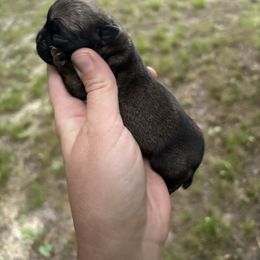 Thyme - Fawn female Pug puppy in Randleman, North Carolina from Peachy Pugs