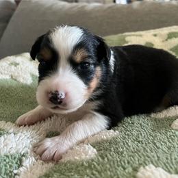 Anna - Black tri-color female Australian Shepherd puppy in Hemet, California from Perfect Companion Aussie's