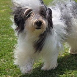 Ryder - Havanese