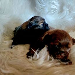 Ollie - Red male Shih Tzu puppy in Center Point, Iowa from Puppies in a Box Shih tzus