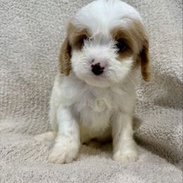 Boy 1 - White male Cavapoo puppy in Bloomfield, Iowa from Schooley Doodles