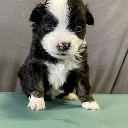 Miniature Australian Shepherd Puppies from 5 Star Mini Aussies