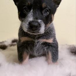 Berkshire - Blue speckled male Australian Cattle Dog puppy in Pierpont, Ohio from Spotted Ewe ACDs