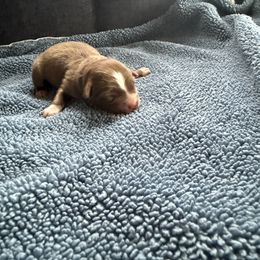 Red girl 1 - Red & white female Australian Shepherd puppy in Ellston, Iowa from Chania's Australian Shepherds