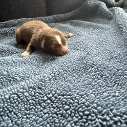 Red girl 1 - Red & white female Australian Shepherd puppy in Ellston, Iowa from Chania's Australian Shepherds