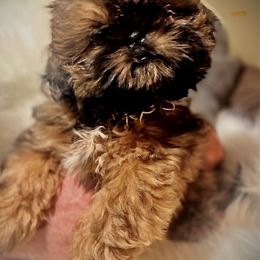 Shih Tzu Puppies from LowCol Ranch