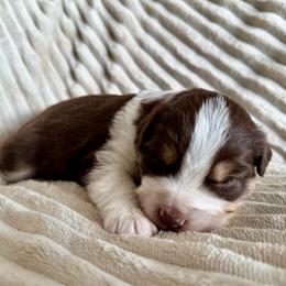 Sailor - Red tri male Miniature Australian Shepherd puppy in New Hampton, Iowa from Full River Australian Shepherds