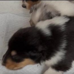 Barnaby - Black white and tan male Collie puppy in Malvern, Arkansas from Lost Acres Collies