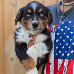 Oakley (Orange collar) - Black tri-color male Australian Shepherd puppy in Coulee City, Washington from Mr and Mrs Doodle Farm