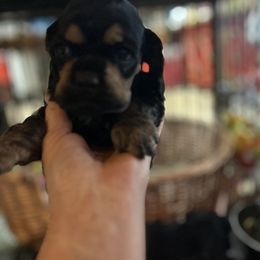 Blk N Tan boy 2 - Black and tan male Cocker Spaniel puppy in Fairview, Utah from Hidden Vallies Cocker Spaniels