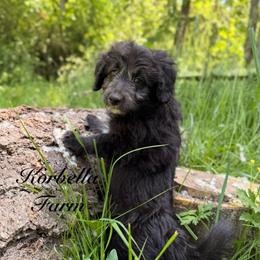 Annie Oakley (Mini Size) - Black female Bordoodle puppy in Mulino, Oregon from Korbella Farm