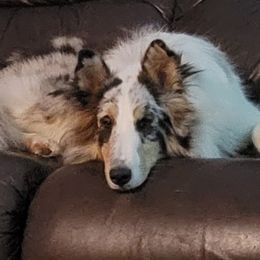 Gypsy - Shetland Sheepdog