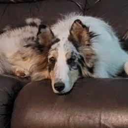 Gypsy - Shetland Sheepdog