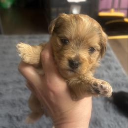 Charlie - Merle male Morkie puppy in Winston Salem, North Carolina from Patty’s Paws