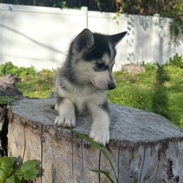 Queta - Wolf sable female Pomsky puppy in Bolton, Connecticut from Elle Pomsky