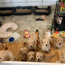Golden Retriever Puppies from Lake Champlain Goldens
