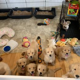 Golden Retriever Puppies from Lake Champlain Goldens