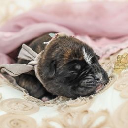 Boxer Puppies from Crescent City European Boxers