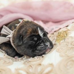 Boxer Puppies from Crescent City European Boxers