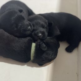 Scottish Terrier Puppies from Heart of America Scotties