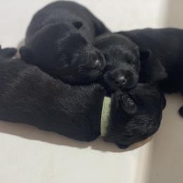 Scottish Terrier Puppies from Heart of America Scotties