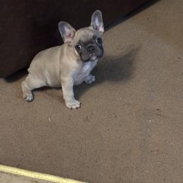 Faith - Blue fawn female French Bulldog puppy in Alabama from Southern Bulldogs