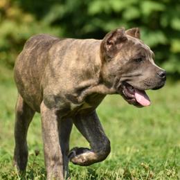 Cane Corso Puppies from Willow Creek Cane Corsos