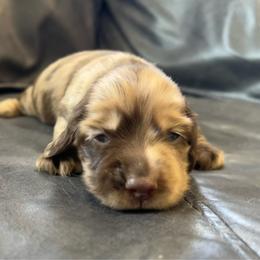 Ganache - Dapple female Dachshund puppy in Shelley, Idaho from Journey’s End Dachshunds