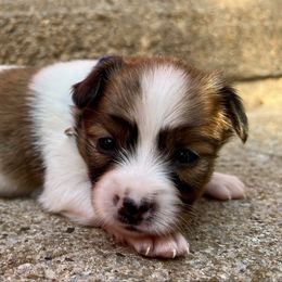 Blue - White and sable male Papillon puppy in Chattanooga, Oklahoma from Lottie Dottie Scottie’s and Papillons