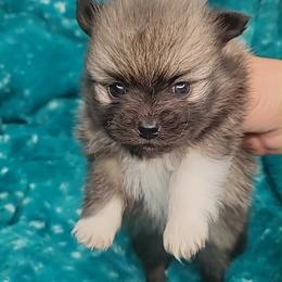 Girl 4 - Orange sable female Pomeranian puppy in Tulsa County, Oklahoma from CP Kennels