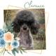 Clarence