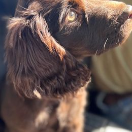 Boykin Spaniel Puppies from Price & Co.