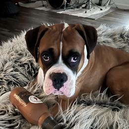 Bo - Boxer
