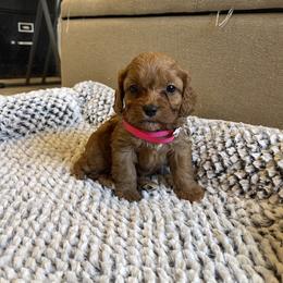 Pink Girl - Red female Cavapoo puppy in Sugarcreek, Ohio from True Hearted Doodles