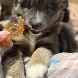 Luna - Black tri female Miniature American Shepherd puppy in Lake Ariel, Pennsylvania from Dream’s Edge Farm