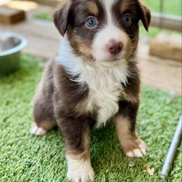 Tri female 2 - Red tri female Miniature Australian Shepherd puppy in Lemon Cove, California from Magic Ranch Mini Aussies