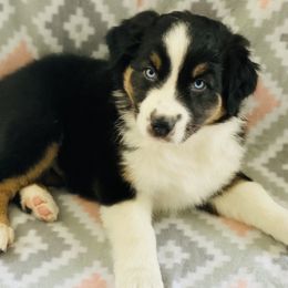 Australian Shepherd Puppies from Jo’s Aussies
