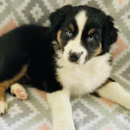 Australian Shepherd Puppies from Jo’s Aussies