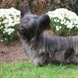 Skye Terrier All Grown Up from High Road Skye Terriers