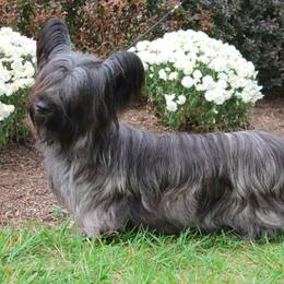 Skye Terrier All Grown Up from High Road Skye Terriers