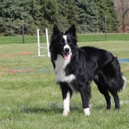Fin - Border Collie
