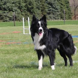 Fin - Border Collie